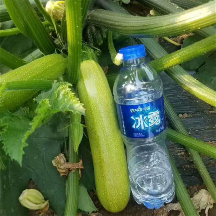 供应 耐热抗病毒西葫芦品种  超绿2号 越夏拱棚露天西葫芦种子