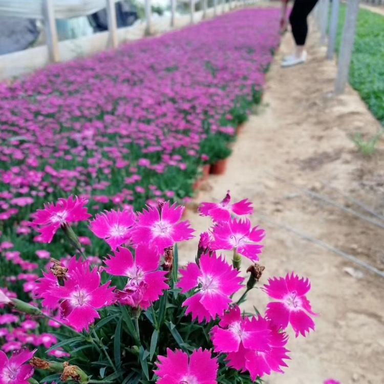 欧石竹批发    山东欧石竹  彩虹石竹价格   草花基地