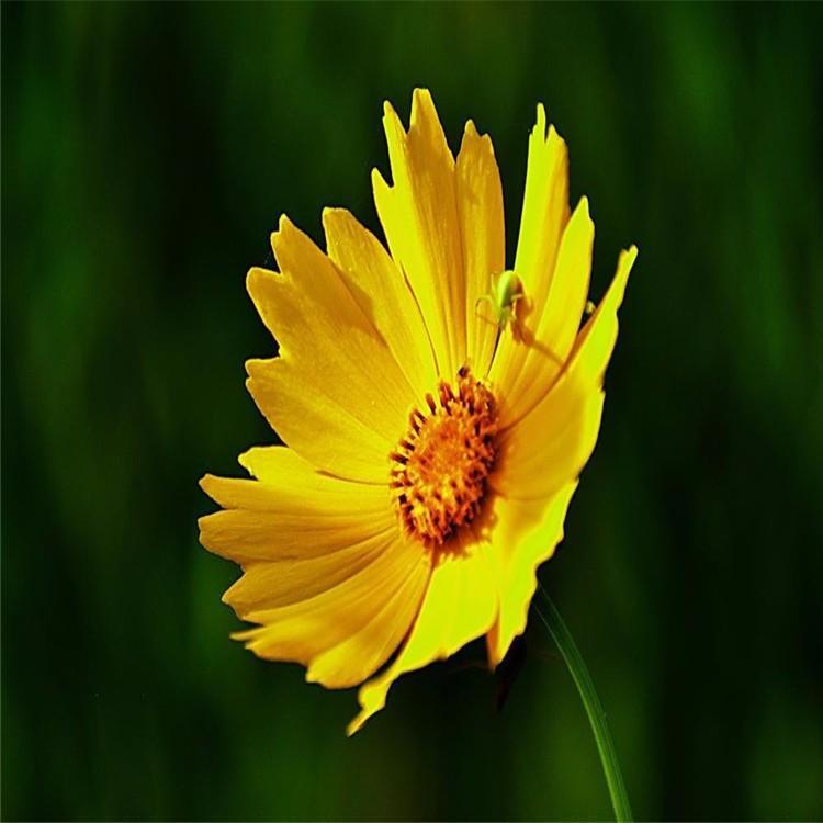 金鸡菊 金鸡菊价格 金鸡菊基地