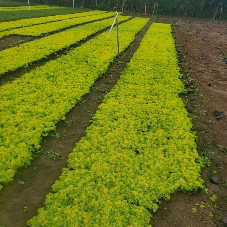 佛甲草价格是多少 绿雕植物佛甲草批发价格 佛甲草