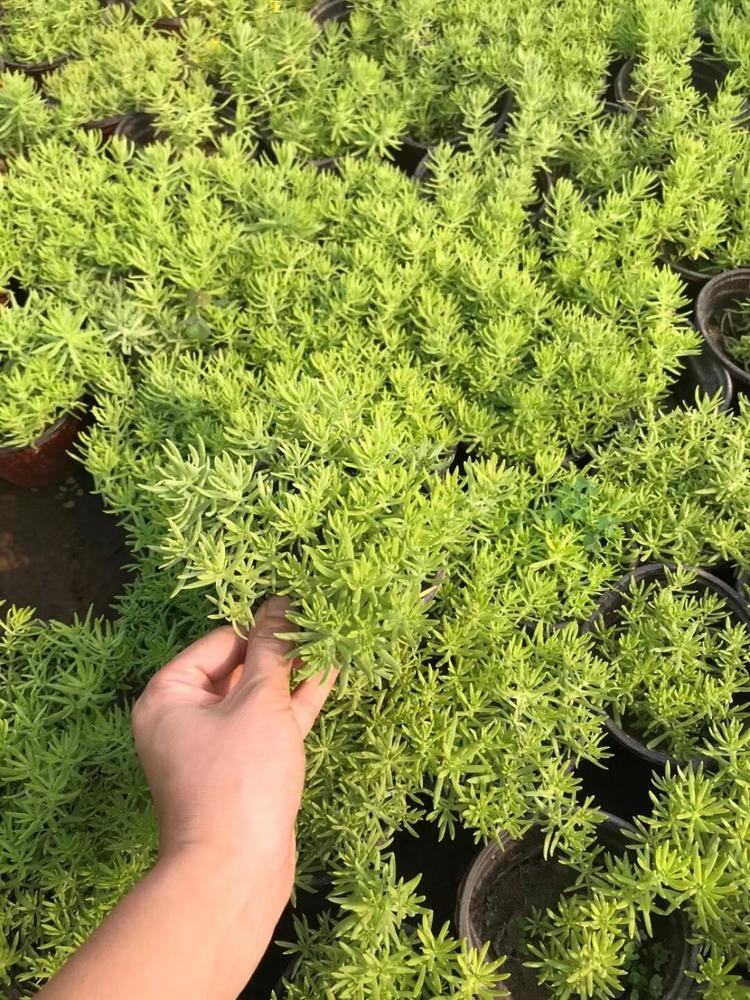 广西佛甲草基地  佛甲草供应商
