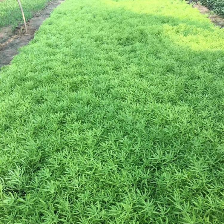 佛甲草价格以及其功效与作用 佛甲草种植基地批发价格