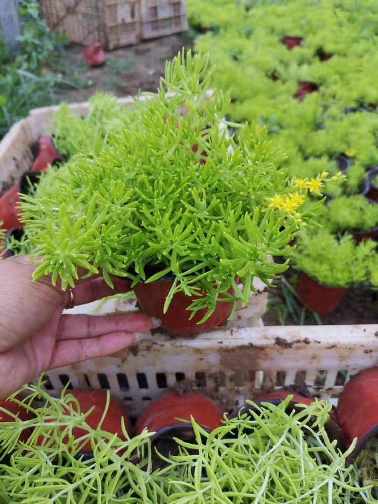 佛甲草价格 河南佛甲草种植基地 佛甲草