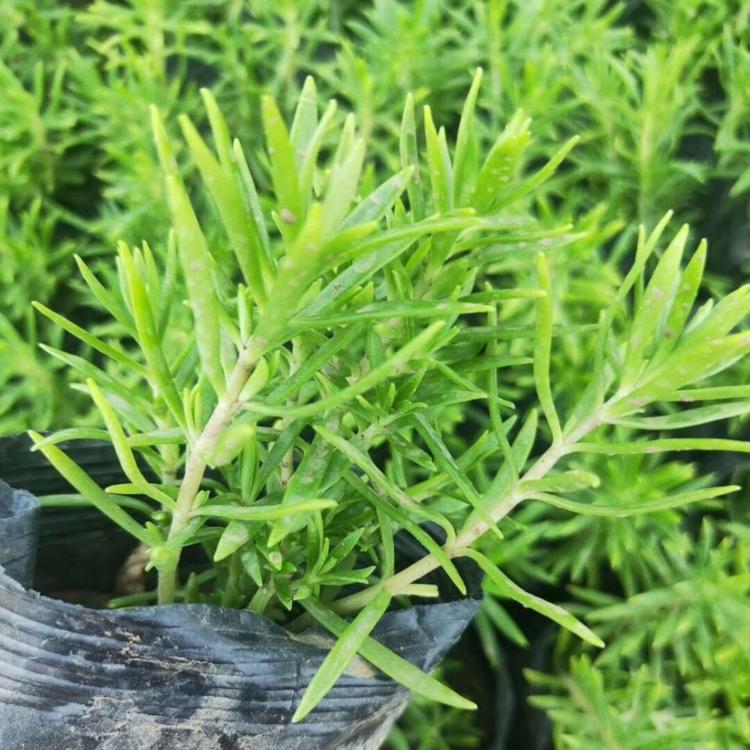 佛甲草价格一平方多少钱  白佛甲草批发