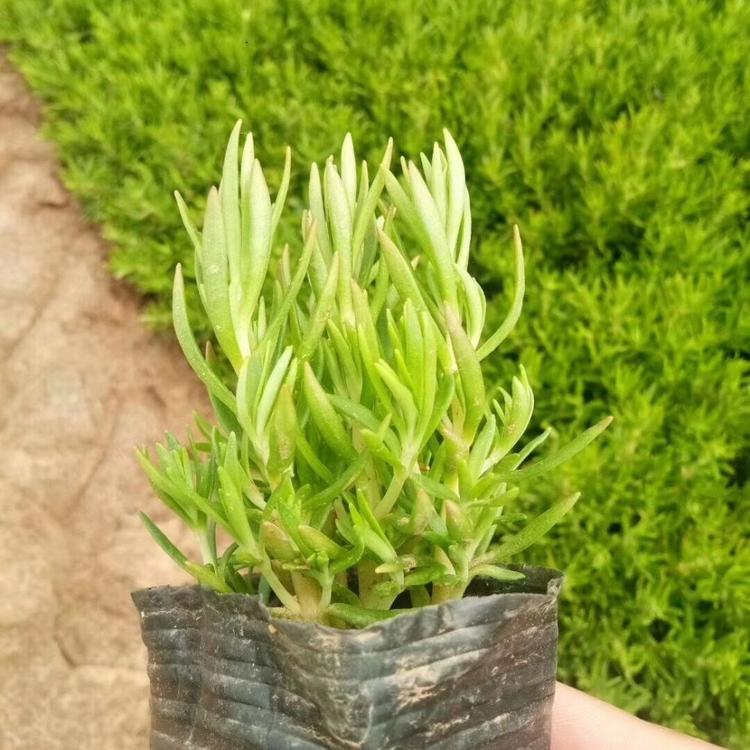 佛甲草价格是多少  佛甲草种植基地批发价格