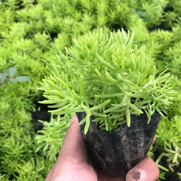 容器型佛甲草价格  ##佛甲草批发