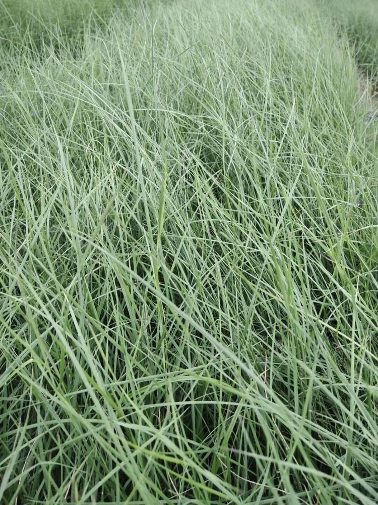 天津粉黛乱子草基地 天津粉黛乱子草批发