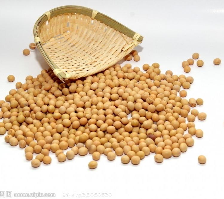 高蛋白大豆供应商 大豆原粮 价格合理 阳光嘉里郑1307大豆