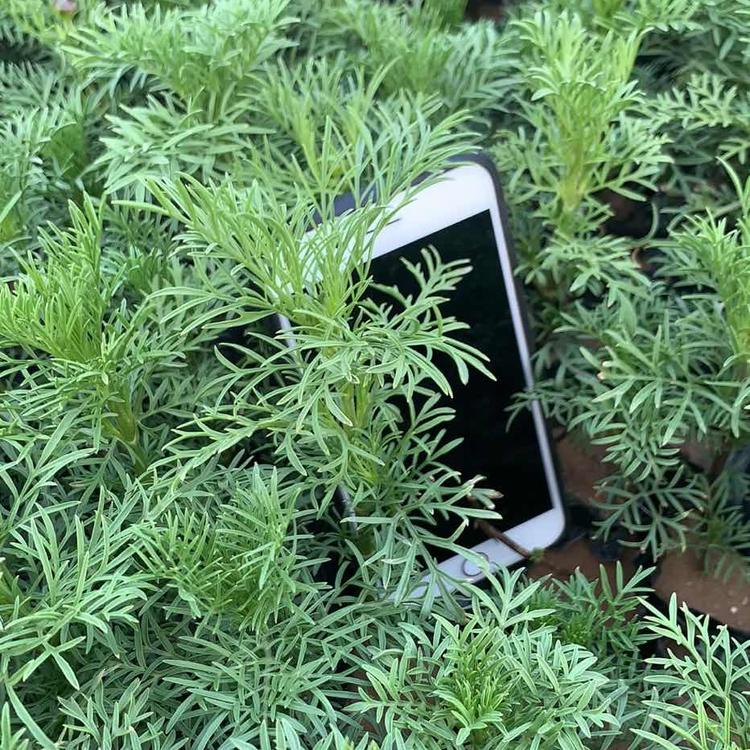 美丽乡村建设波斯菊 波斯菊批发价格 青州黄楼波斯菊