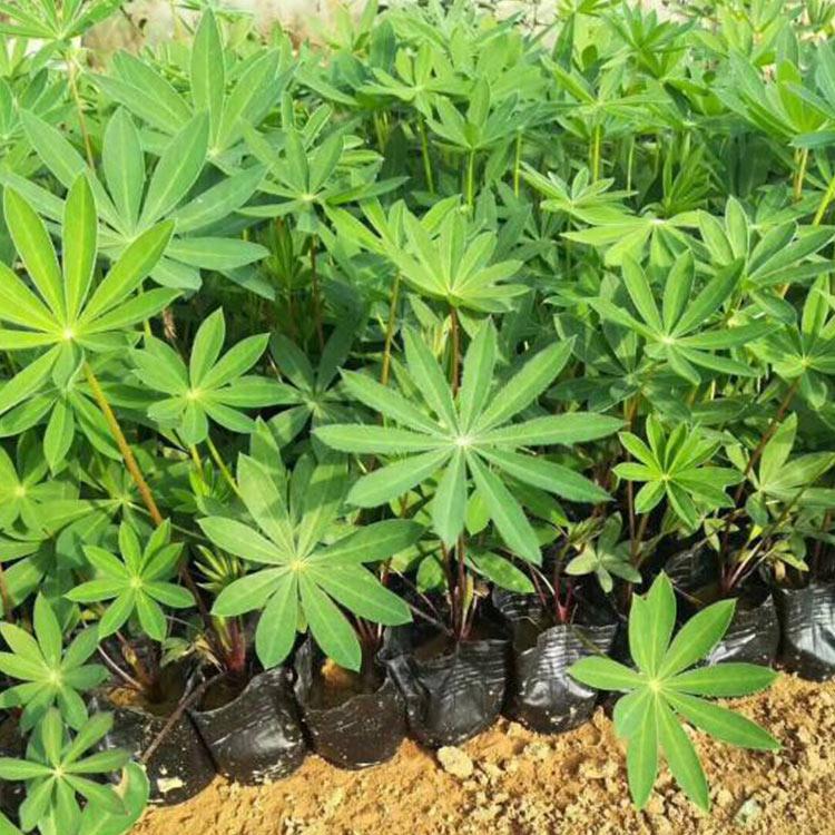 青州羽扇豆  鲁冰花价格   基地直销优质羽扇豆  小涵花卉