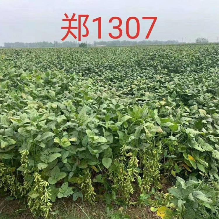2020年郑1307高蛋白 高产大豆种子  抗倒伏 宜机收 阳光嘉里 厂家直销