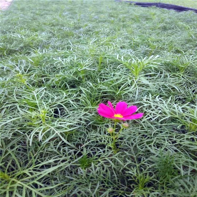 波斯菊小苗 启景花卉波斯菊种植基地 山东波斯菊基地