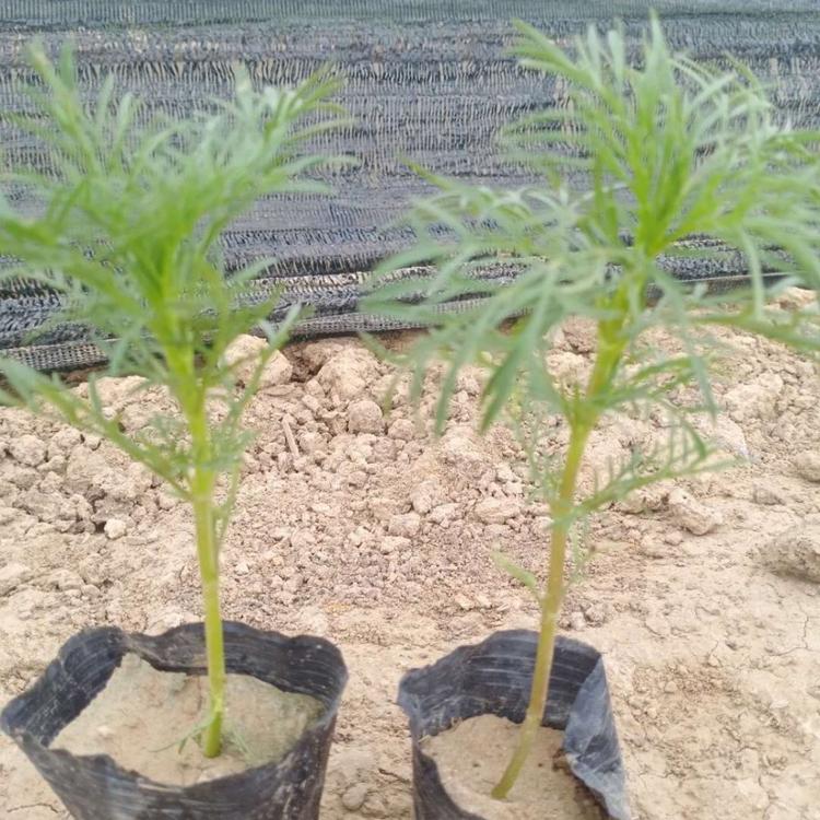 波斯菊小苗 启景花卉波斯菊培育基地 山东波斯菊基地