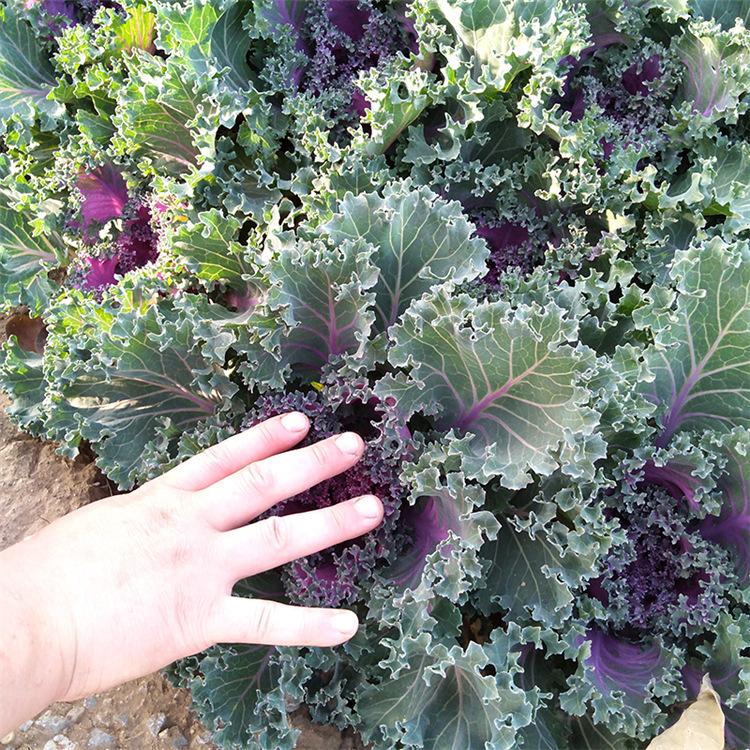 羽衣甘蓝价格 羽衣甘蓝种植 花镜花带租摆羽衣甘蓝基地报价