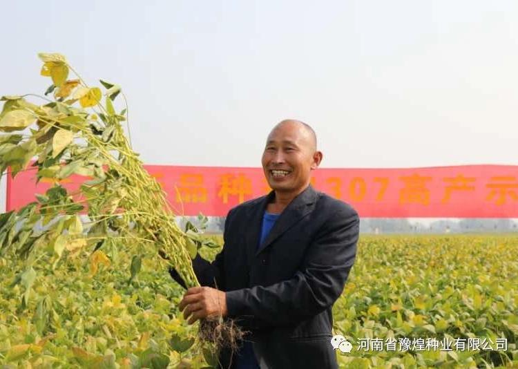 高产大豆  郑1307 大豆种子  抗逆性好 阳光嘉里 厂家直销 价格合理