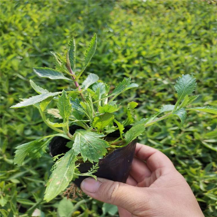 马鞭草基地 柳叶马鞭草群体绿化效果佳 启景花卉批售