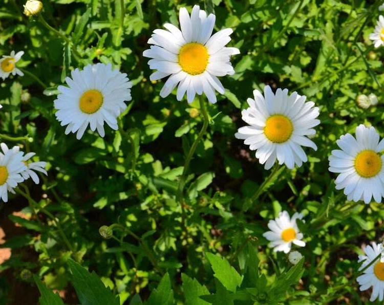 大宾菊价格   大宾菊种植基地     山东草花基地   大宾菊金光菊直供