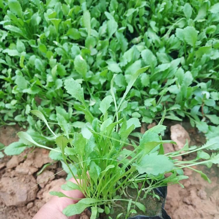 野花组合   大滨菊价格   金鸡菊批发   河北草花基地直供