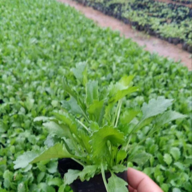 大滨菊价格    地被菊批发   金鸡菊价格   新疆草花直供