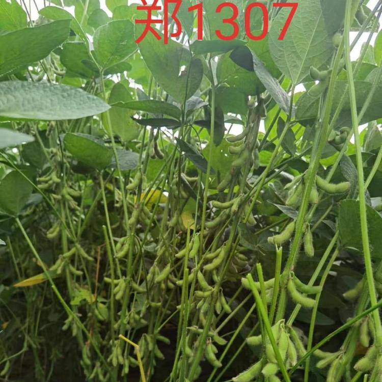 2020年郑1307高蛋白 高产大豆种子  结荚密 价格合理  阳光嘉里 厂家直销