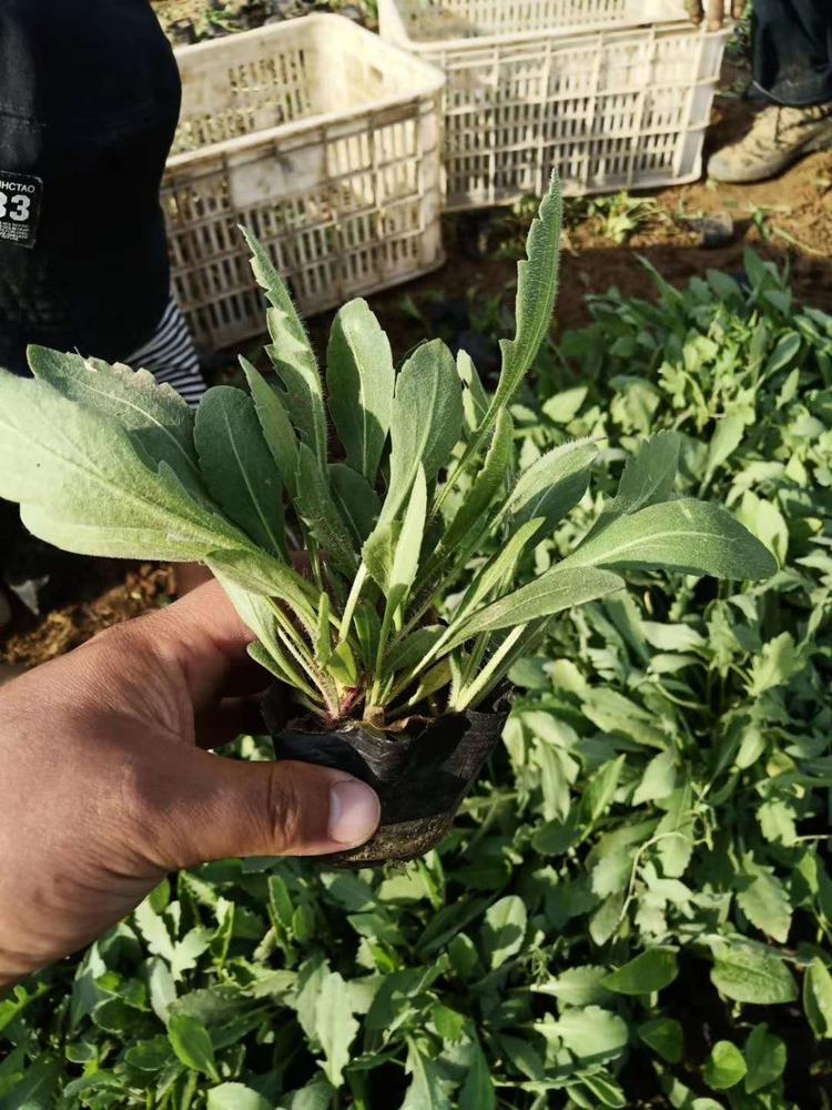山东天人菊价格 天人菊基地小苗供应