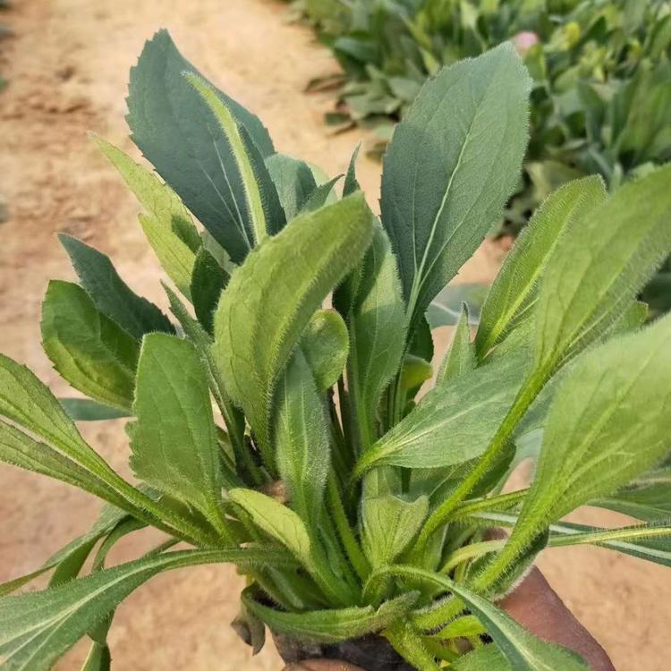 宿根天人菊基地价格 天人菊供应商