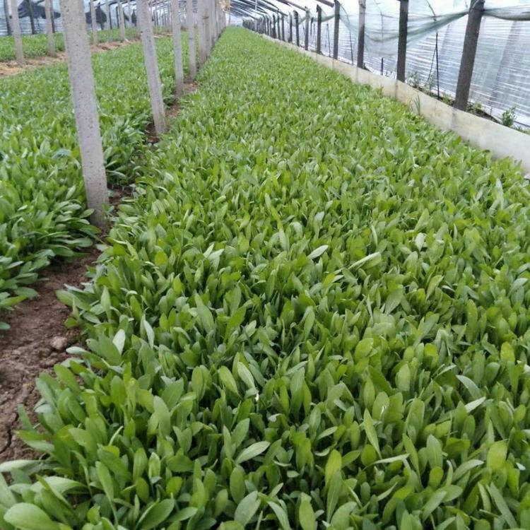 宿根天人菊价格 天人菊基地小苗供应