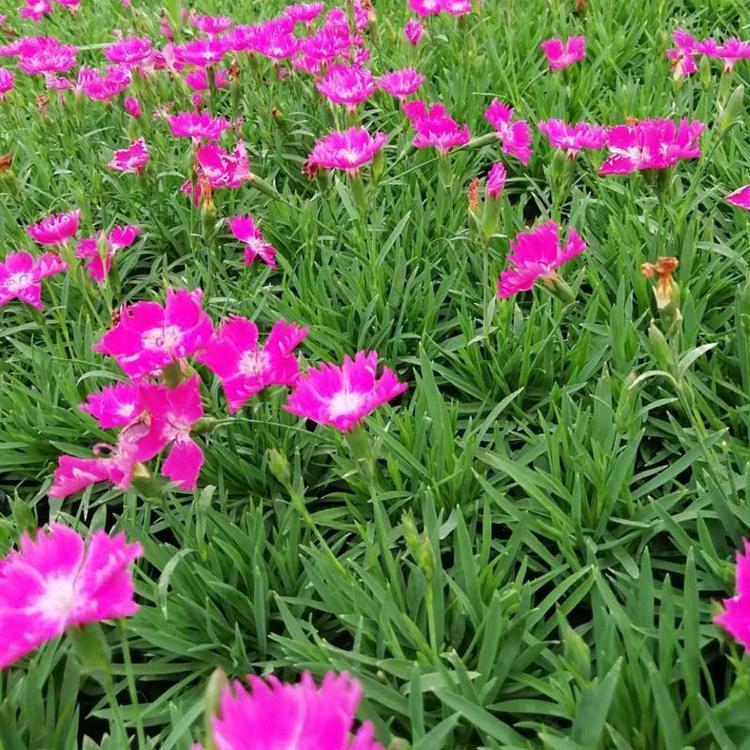 售 欧石竹盆栽 欧石竹种植基地 青州黄楼欧石竹