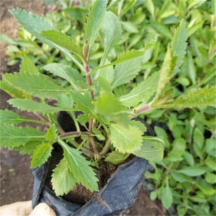 马鞭草批发价 马鞭草四季草花 基地直销