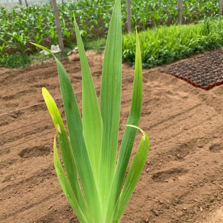 鸢尾种植基地 鸢尾批发商 鸢尾花海工程用苗