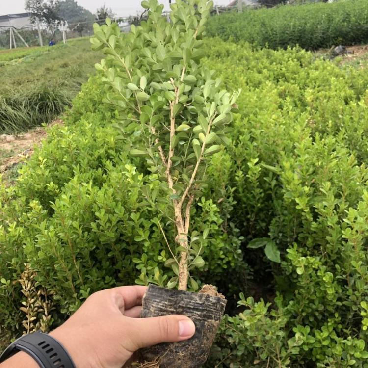 瓜子黄杨种植基地  瓜子黄杨批发报价