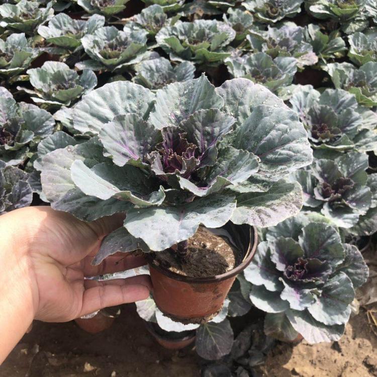 大量出售羽衣甘蓝小苗 精品羽衣甘蓝批发报价