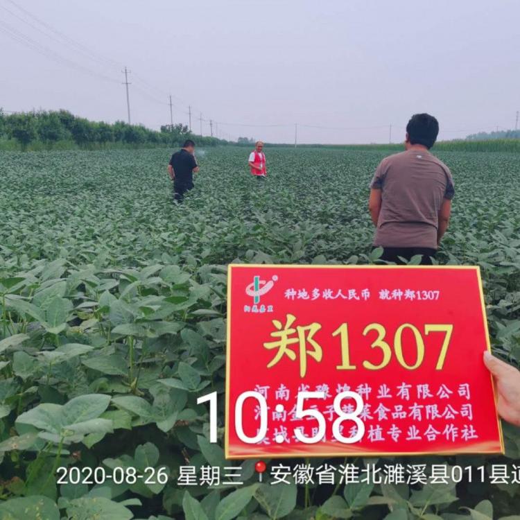 2020年最新大豆种子价格合理 阳光嘉里厂家直销 郑1307新品种 高蛋白大豆