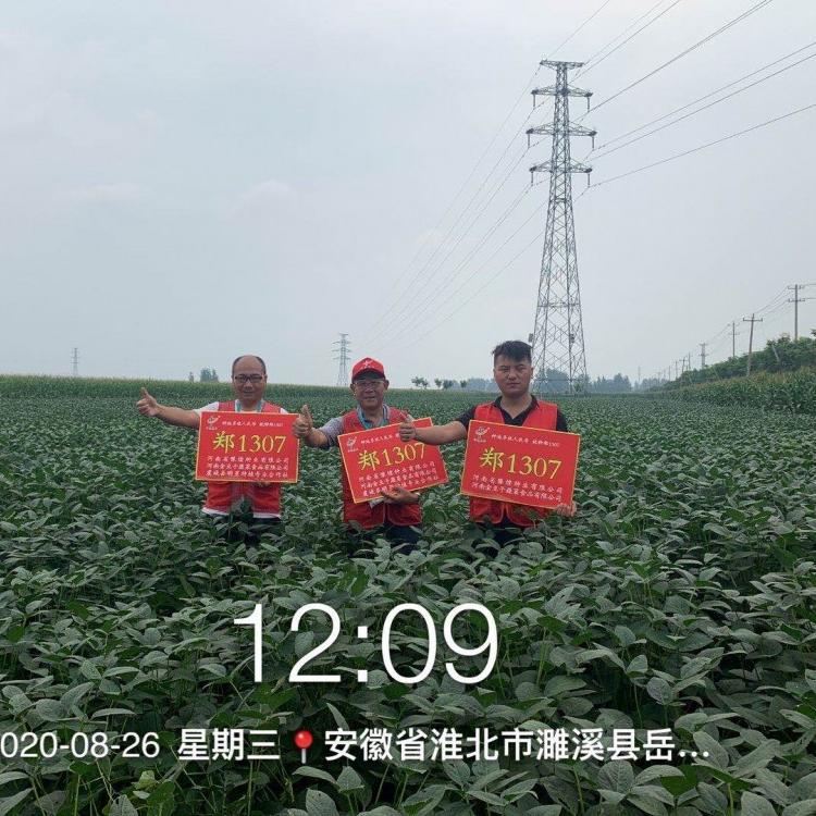 2020年大豆价格合理 郑1307高蛋白 高产大豆种子 宜机收 阳光嘉里 厂家直销