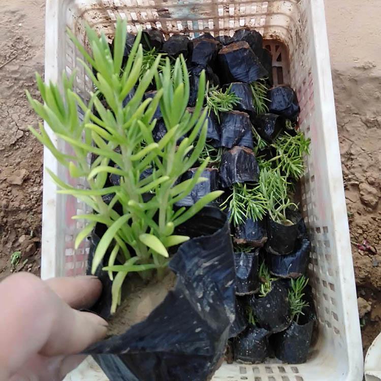 河北佛甲草价格 佛甲草种植基地 山东佛甲草批发