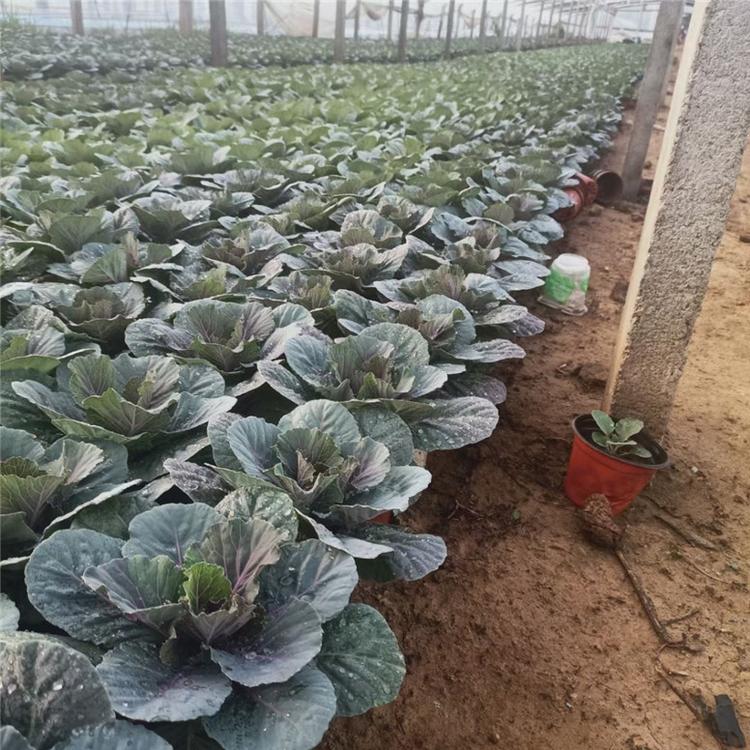 羽衣甘蓝种苗 羽衣甘蓝阳台用苗 大量批发