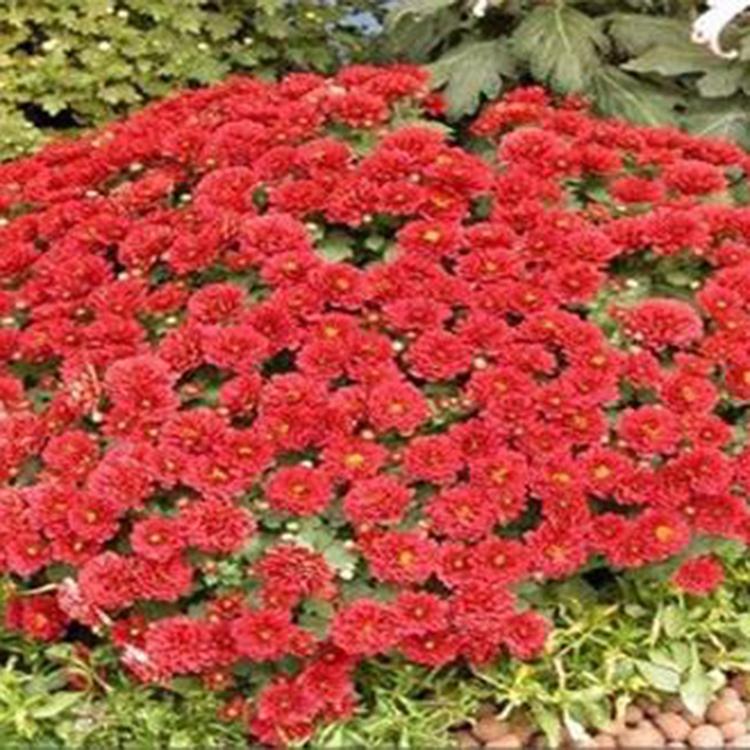 花色丰富 地被菊小苗 地被菊培育基地