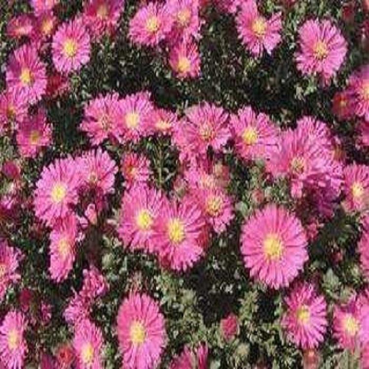 宿根地被菊 株型紧凑 山东地被菊培育基地