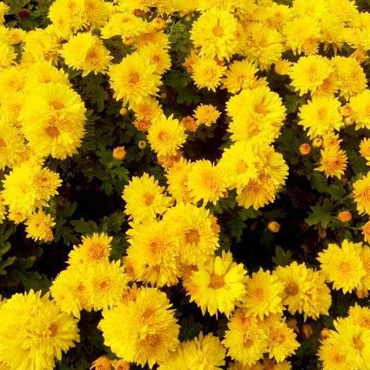 花色丰富 宿根地被菊 地被菊小苗 来鑫花卉