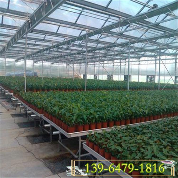 育苗薄膜温室建造价格 连体温室大棚双供双膜加岩棉 阳光保温大棚