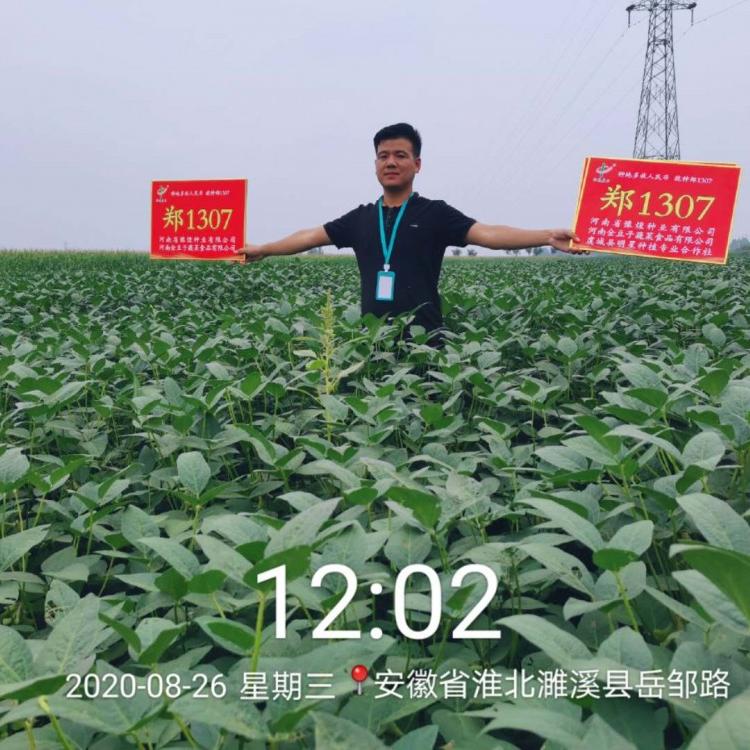阳光嘉里 郑1307优质高蛋白质大豆种子  阳光嘉里厂家直销 品质