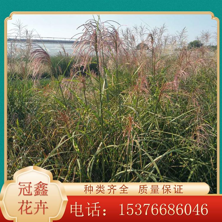 花坛背景花卉 斑叶芒基地 出售斑叶芒苗 量大优惠