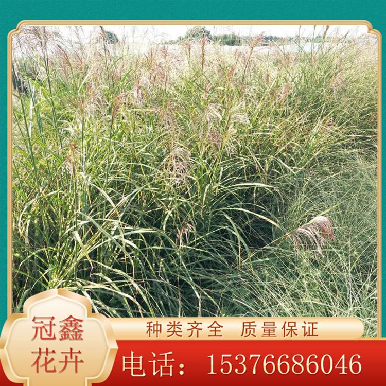 斑叶芒小苗 斑叶芒基地 观赏草基地供应 斑叶芒行情
