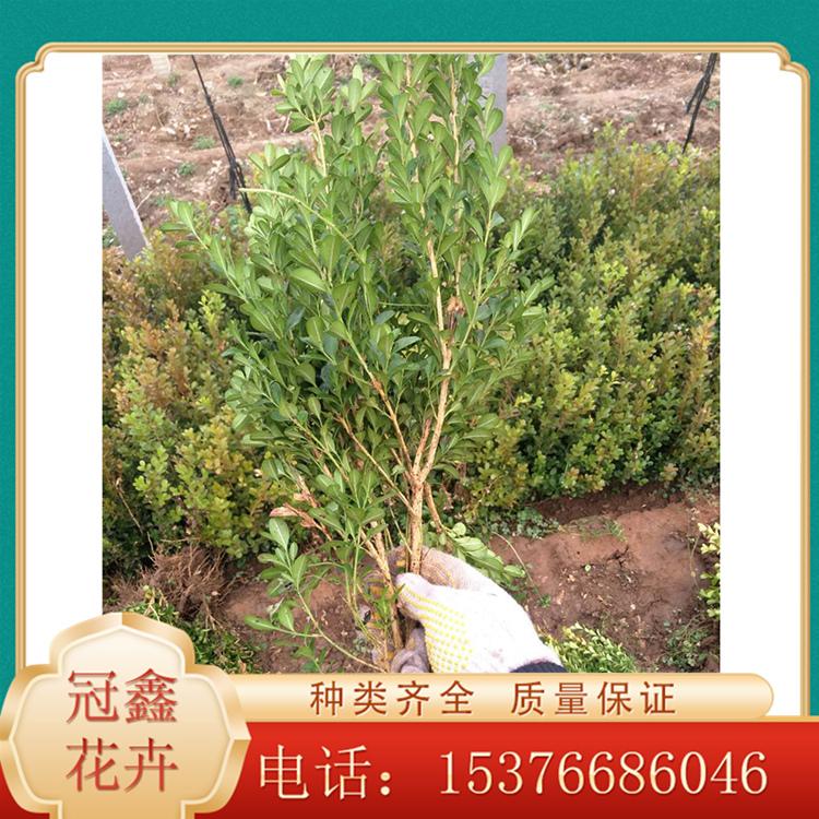 瓜子黄杨小苗价格 直销瓜子黄杨 安徽瓜子黄杨 大量长期供应