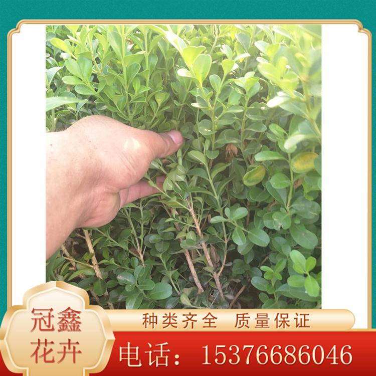 培育瓜子黄杨 瓜子黄杨价格 苗圃直销瓜子黄杨 批发量大优惠