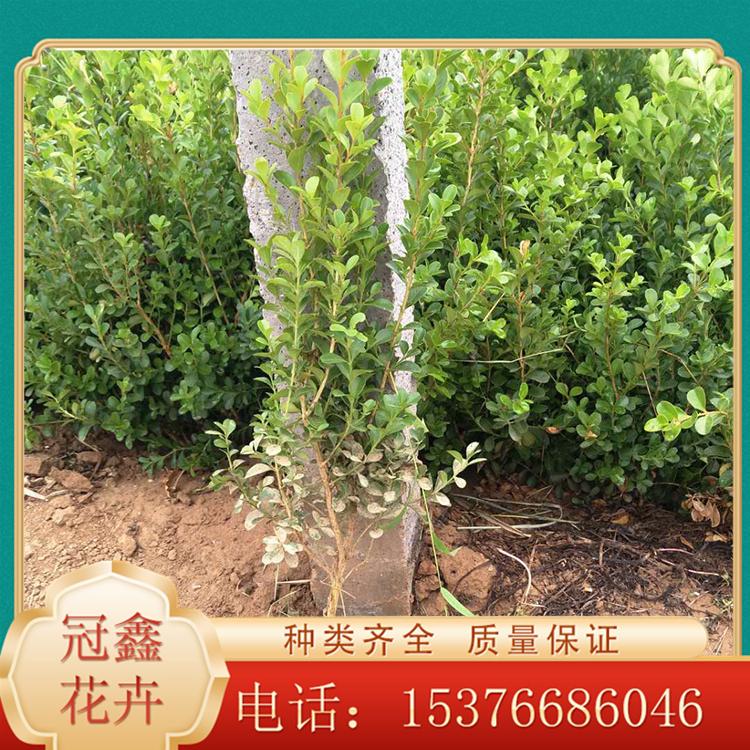 常绿瓜子黄杨 瓜子黄杨 安徽瓜子黄杨 大量长期供应