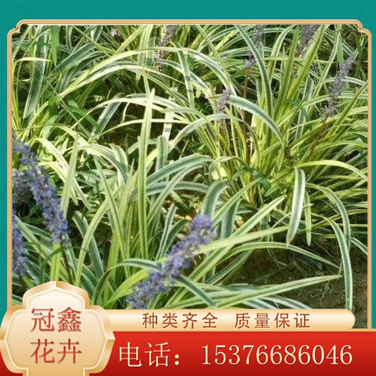 青州金边麦冬批发商 金边麦冬苗 宿根金边麦冬
