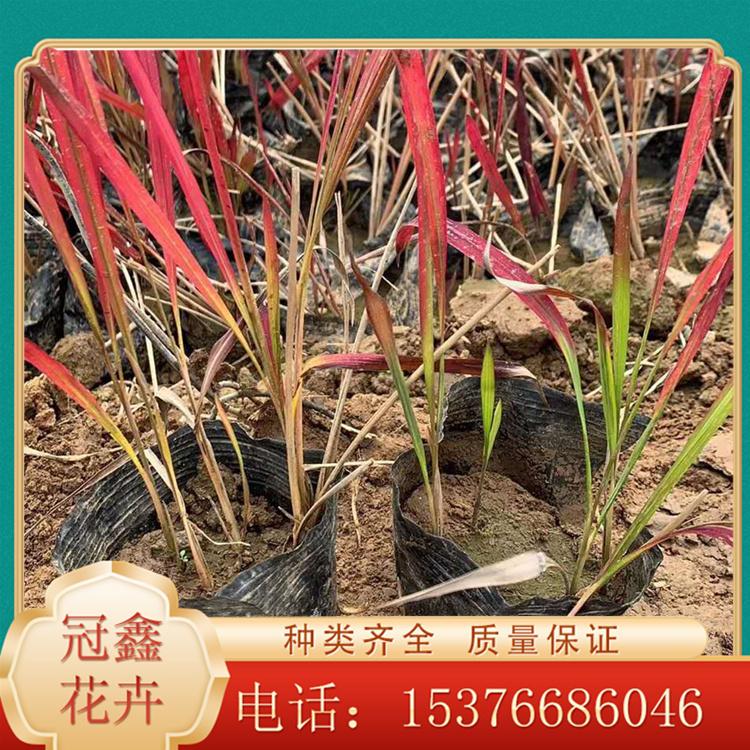 多年生日本血草苗 山东日本血草 日本血草报价