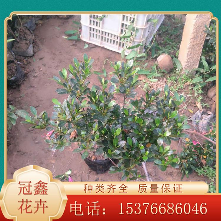 石岩杜鹃花苗 石岩杜鹃 石岩杜鹃批发 青州冠鑫
