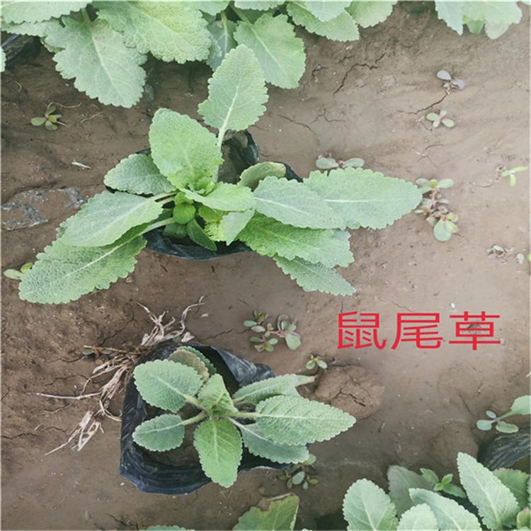 鼠尾草花卉 鼠尾草观赏花卉 苗圃直供